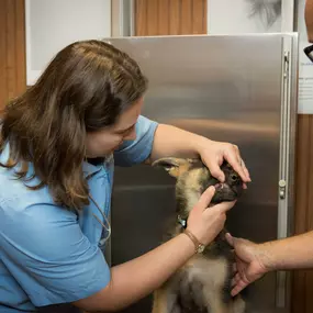 Dr. Haag-Eggenberger examines a puppy's teeth at Dwight Veterinary Clinic. Dental health is a key component of your pet's overall health.