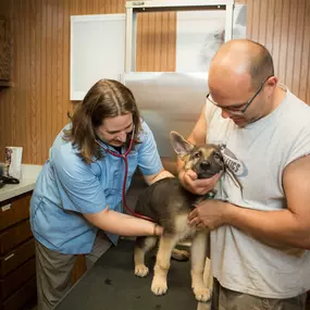 Dr. Haag-Eggenberger listens to a puppy's heart at Dwight Veterinary Clinic.