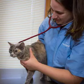 Dr. Haag-Eggenberger is passionate about high-quality pet care. Here, she uses a stethoscope to check this patient's pulmonary health.