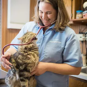 Dr. Haag-Eggenberger listens to a cat's heart. Just by listening to your pet's heart, you doctor can identify early signs of cardiac disease.