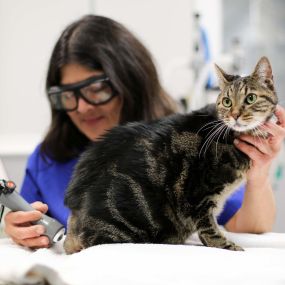 Laser therapy improves quality of life in cats living with chronic illness, recovering from surgery, and dealing with the aches and pains of aging.