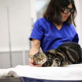 This cat is loving the pain relief and healing benefits of laser therapy!