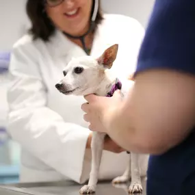 Dr. Stephanie Lantry uses a stethoscope to listen to a patient’s heart and lungs.