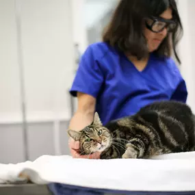 This cat is loving the pain relief and healing benefits of laser therapy!