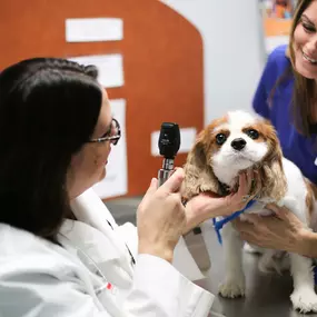 Dr. Stephanie Lantry examines a pet’s eyes for unusual coloration, discharge, proper light response, and more.