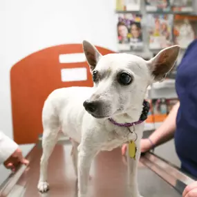 This cute pup is bright-eyed and ready for his annual wellness visit with Dr. Stephanie Lantry.