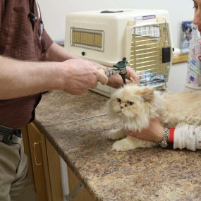 Preventive care can add years to your pet’s life! One way we effectively prevent disease and illness is in the exam room, where we perform comprehensive nose-to-tail physical examinations.