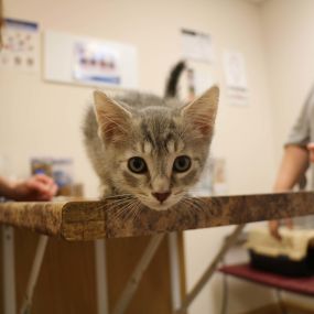 This curious kitten is happy to be visiting Broadway Veterinary Clinic!