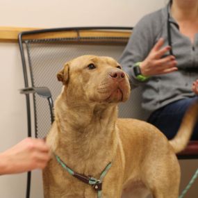 Client education is a staple of the service you will receive at Broadway Veterinary Clinic. If you have any questions about your pet’s wellness, don’t hesitate to ask!