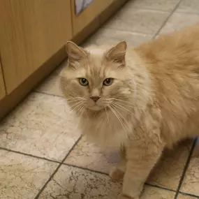 Say hi to Joey! Joey is one of our loving and adorable hospital kitties.