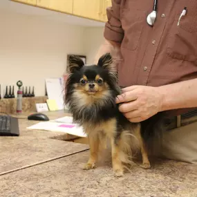 This cute pup is on his best behavior.