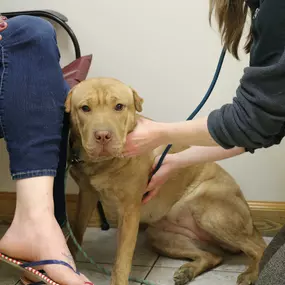 Like human medicine, listening to the heart and lungs is a key component of every physical exam performed at Broadway.