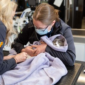 Our team members are trained to hold our patients for exams so that pets feel as safe and comfortable as possible.