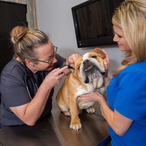 If you notice signs like head shaking, odor, and scratching and rubbing at the ears, your pet may have an ear infection. Call us so we can provide your pet with relief!
