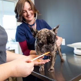 Our team knows exactly what to do to keep our patients happy during their physical exams! Creating a fear-free experience at our veterinary clinic means providing a calm, secure, and relaxed environment for your pet from the moment they walk in the door until they head back home, feeling better than ever.