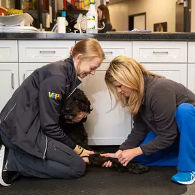 We handle each and every patient with the understanding that comes from years of veterinary experience and the gentleness that comes from a deep admiration for animals.