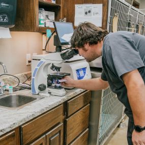 A veterinary technician examines a sample using a microscope in our on-site diagnostic laboratory.
