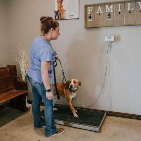 A proper diet and exercise are pillars of weight management. At Wewoka Animal Hospital, we record the weight of our patients at every visit in an effort to prevent diseases and injuries, as well as increase longevity and quality of life.
