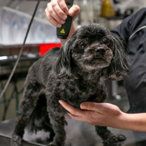 A patient getting groomed.
