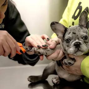 Our team performing a toenail trim.