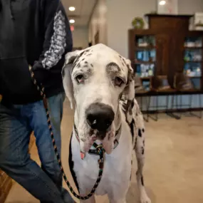 Beautiful Great Dane!