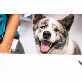 One of our largest team-wide priorities is to provide low stress visits for your dog or cat. This not only will help your pet’s overall well-being, it actually aids our diagnostic process, as heightened stress levels can impact different physiological systems we measure for diagnostic purposes.