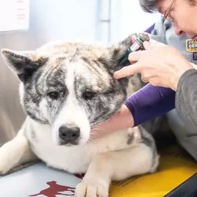 Part of our patients wellness exam is to check the ears, and this adorable pooch was a great patient for Dr. Kim Langholz as she conducted the ear exam.