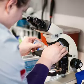 A veterinary technician examines a sample using a microscope in our on-site diagnostic laboratory.