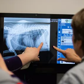 We offer on-site radiology, and every single digital xray that we perform is read by a board-certified radiologist.