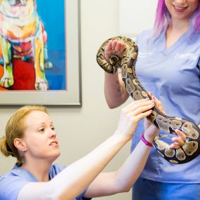 Exotic pets need regular veterinary care, too!