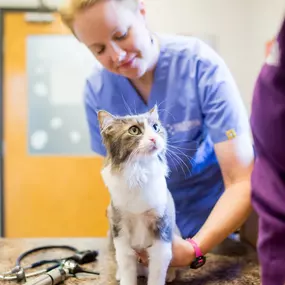 During your pet's annual wellness exam, one of our veterinarians will check your pet from nose to tail. Here, Dr. Brittany White palpitates this pretty cat's abdominal region to check for any signs of concern.