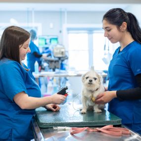 We understand that veterinarian visits can be stressful for pets and their owners. We approach each pet the way that they need to be handled and will do everything to make sure they feel comfortable and calm.