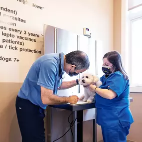 Wellness exams at Tenafly Veterinary Center are comprehensive, checking every patient from nose to tail.