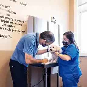 Pet diagnostic care in Tenafly Veterinary Center