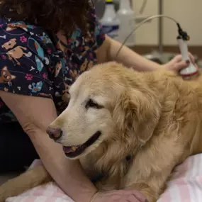 This happy patient is being treated with a therapeutic cold laser by one of our highly-trained veterinary technicians.