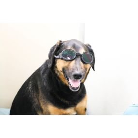 This pooch is rocking our Laser Therapy 