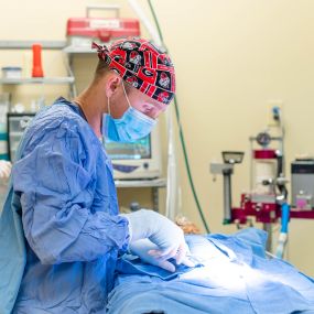 Safety and comfort are hallmarks of the surgical care provided at Willowrun Veterinary Hospital. Here, Dr. Jacob Hammond performs a spay/neuter procedure in our technologically advanced surgical suite.