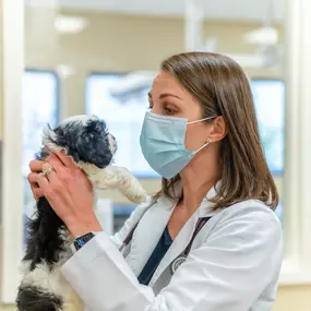 Willowrun Veterinary Hospital treats patients with superior medical services - and a lot of love!