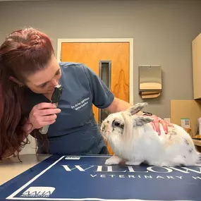 Dr. Gillfillan examines a rabbit