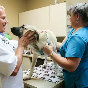 Dr. Willie Smith begins a physical exam on his adorable canine patient.