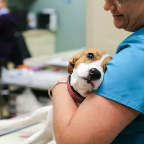 This sweet pup gets some love from one of our compassionate veterinary technicians. At Willowrun Veterinary Hospital, we understand how much your pet means to you and your family because we are pet-lovers ourselves!