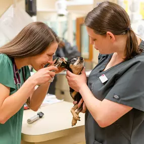 At your pet's wellness exam, your doctor will inspect your pet's ears for signs of infection. Preventative care is of utmost importance to us!