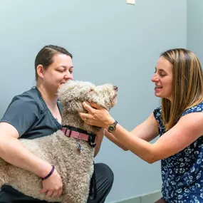 We are committed to giving you and your pet a world class experience, which is why we pride ourselves in providing low-stress treatment and care to our patients.  Here, Dr. Madeline Hammond greets her patient with some ear rubs!