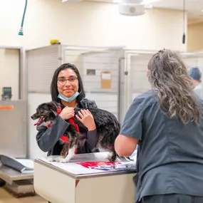 A veterinary technician carefully holds a patient as they prep for treatment.