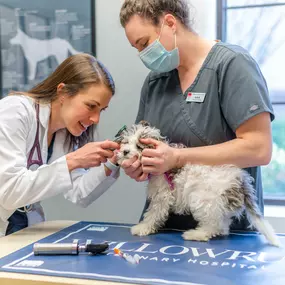 Part of our patient's wellness exam is to check the ears, and this adorable pooch was a great patient for their ear exam.