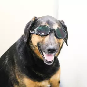 This pooch is rocking our Laser Therapy 