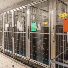 Our dog kennels are clean, spacious, and safe - giving our clients peace of mind when they leave their precious pups in our care!