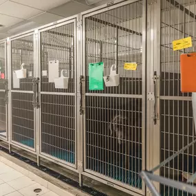 Our dog kennels are clean, spacious, and safe - giving our clients peace of mind when they leave their precious pups in our care!