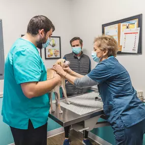 During an office visit our veterinarians will examine all your pet’s body systems (a full “nose-to-toes” approach) and will ask you questions about your pet’s behavior, appetite, exercise habits and regular activity.