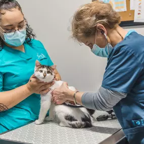 Your cat should be taken to a veterinarian at least once a year for a wellness health exam. Your cat's overall health will be checked at this time, as well as any vaccinations. Many conditions can be prevented and treated early on during these exams.